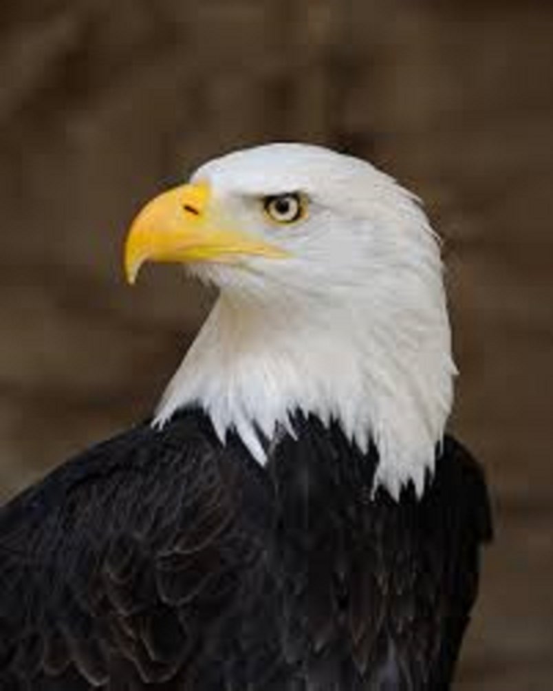 A Eagle